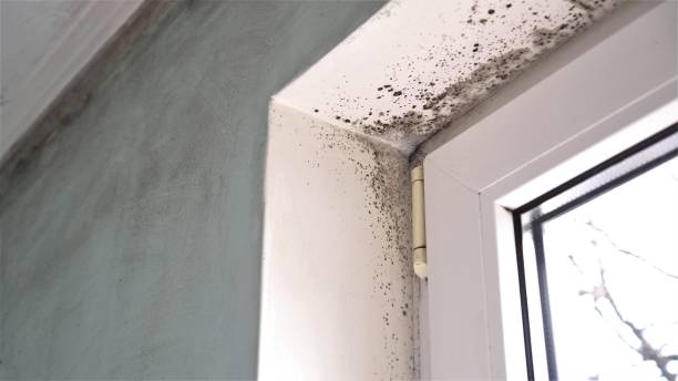 Attic Mold Removal in Sumner, IA