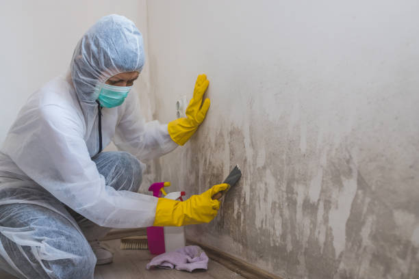 Best Certified Mold Removal  in Sumner, IA