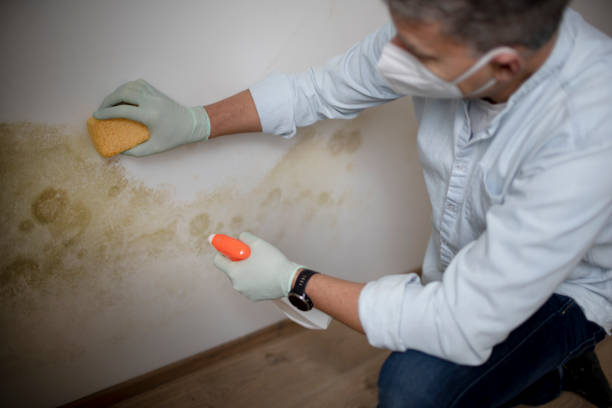 Best Commercial Mold Removal  in Sumner, IA