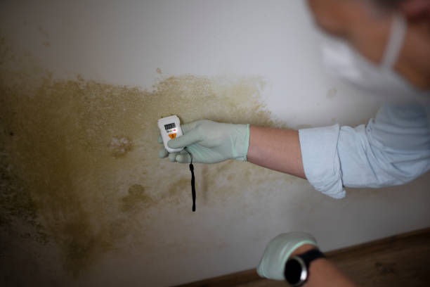 Best Professional Mold Removal  in Sumner, IA