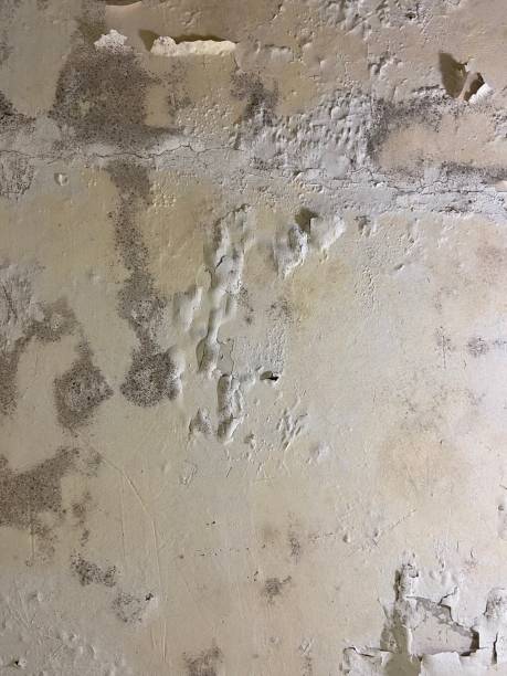 Best Mold Removal and Inspection  in Sumner, IA