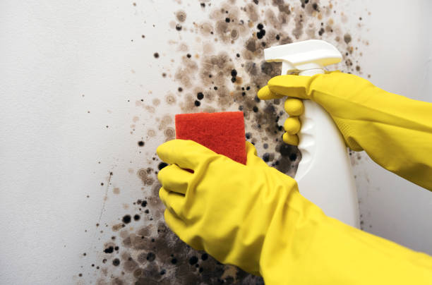 Best Black Mold Removal  in Sumner, IA