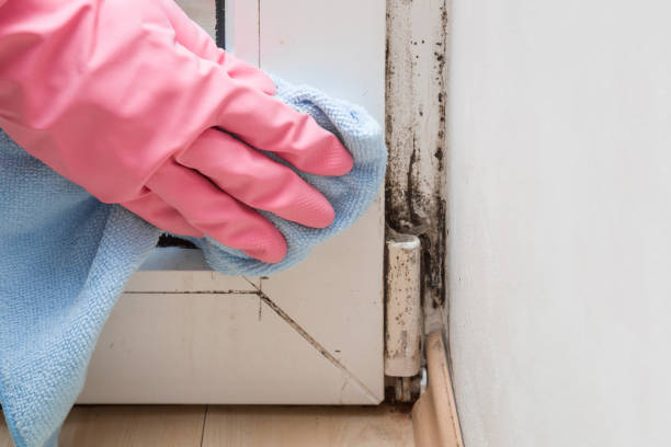 Best Residential Mold Removal  in Sumner, IA